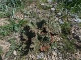 Rheum cordatum