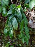 Ruscus colchicus. Бутонизирующее растение. Краснодарский край, Сочи, Хостинский р-н, ущ. р. Хоста, Тисово-самшитовая роща, смешанный лес. 10.03.2025.