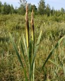 Typha latifolia. Верхушки растений с соцветиями. Архангельская обл., Вельский р-н, окр. пос. Усть-Шоноша, заболоченный луг у ж. д. 10.07.2010.