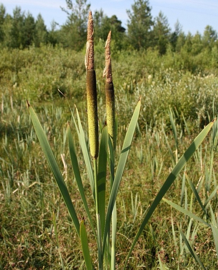 Image of Typha latifolia specimen.