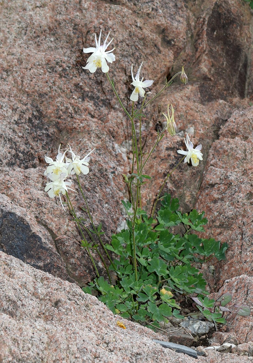 Image of Aquilegia tianschanica specimen.