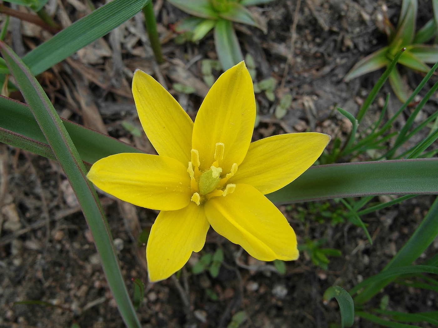 Image of Tulipa dasystemonoides specimen.