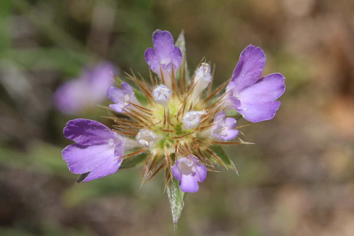 Image of Lomelosia brachiata specimen.
