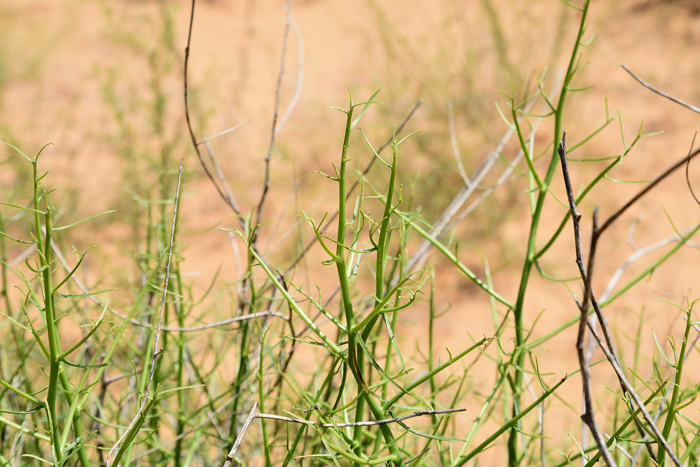 Image of familia Asteraceae specimen.