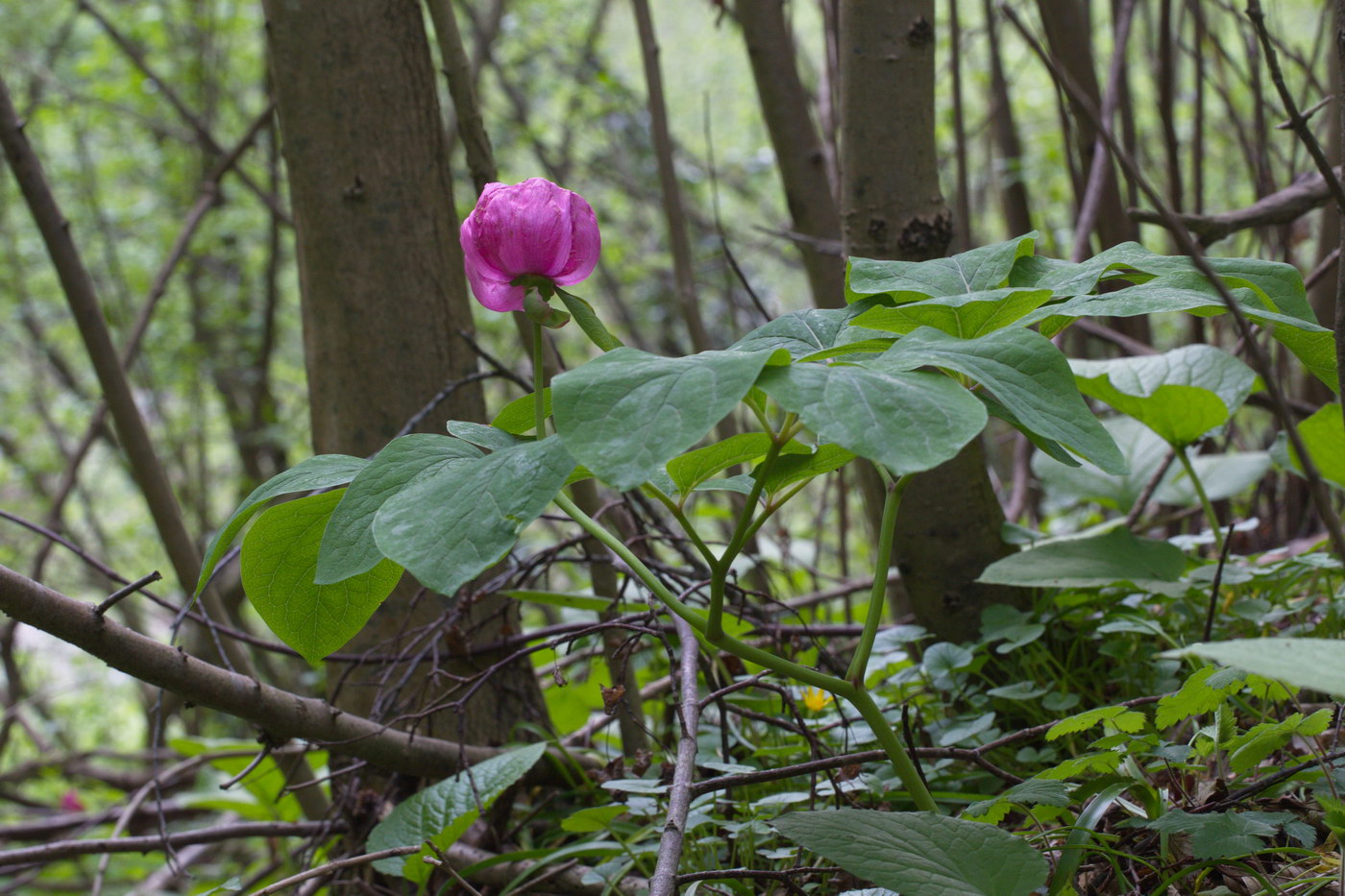 Image of Paeonia caucasica specimen.