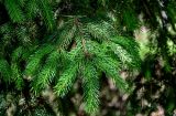 Picea abies
