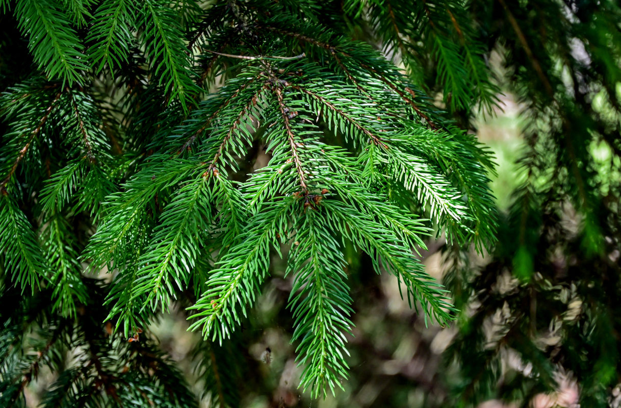 Изображение особи Picea abies.