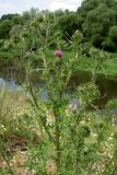 Cirsium vulgare