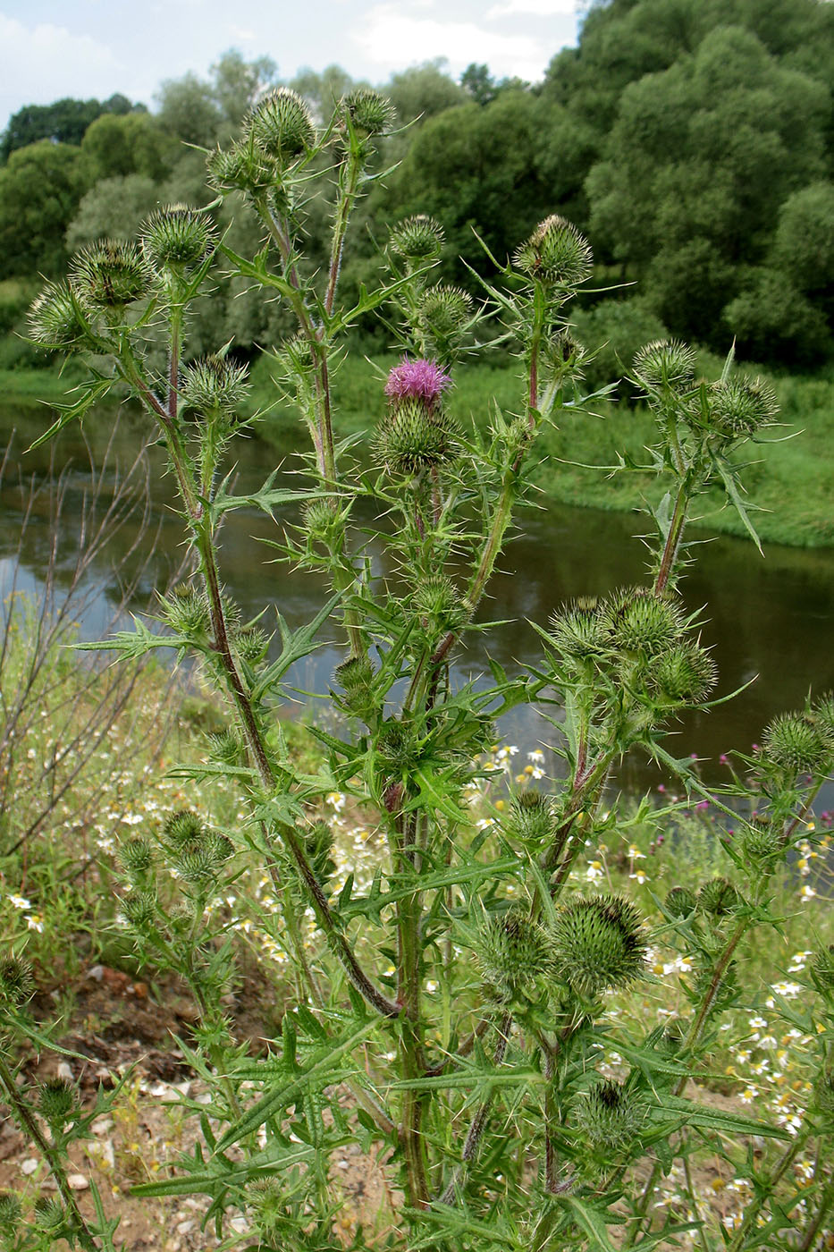 Image of Cirsium vulgare specimen.