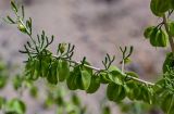 Zygophyllum xanthoxylum