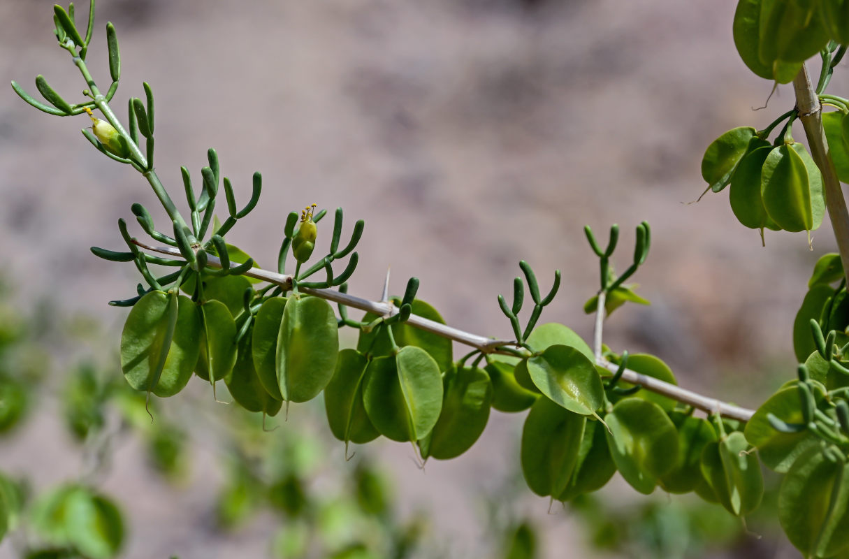 Изображение особи Zygophyllum xanthoxylum.