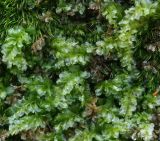 familia Mniaceae. Верхушки побегов. Северная Осетия, Ирафский р-н, дол. р. Танадон, болотистая низина, на камне. 19.09.2024.