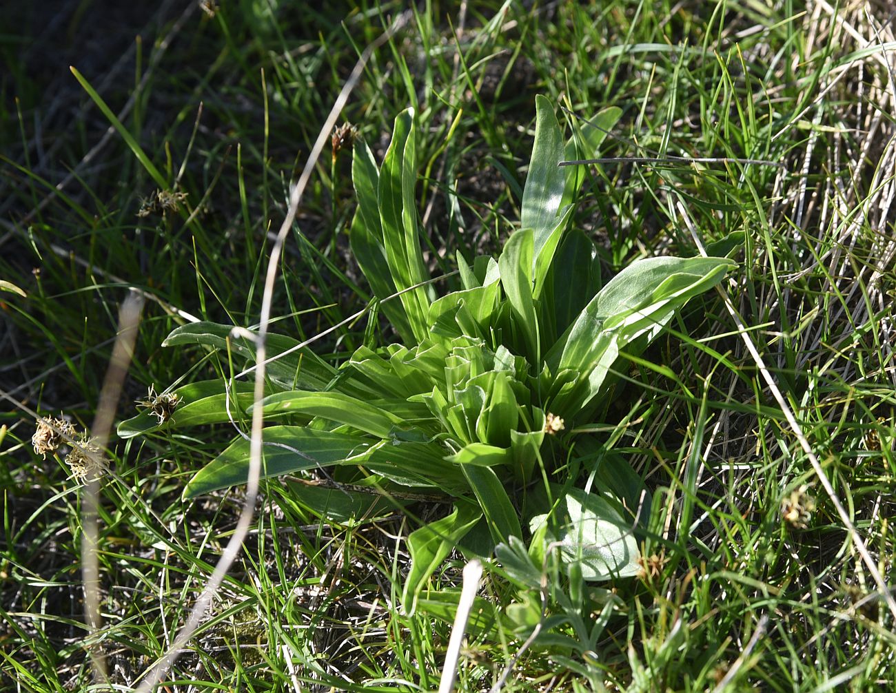 Image of Unknown species specimen.