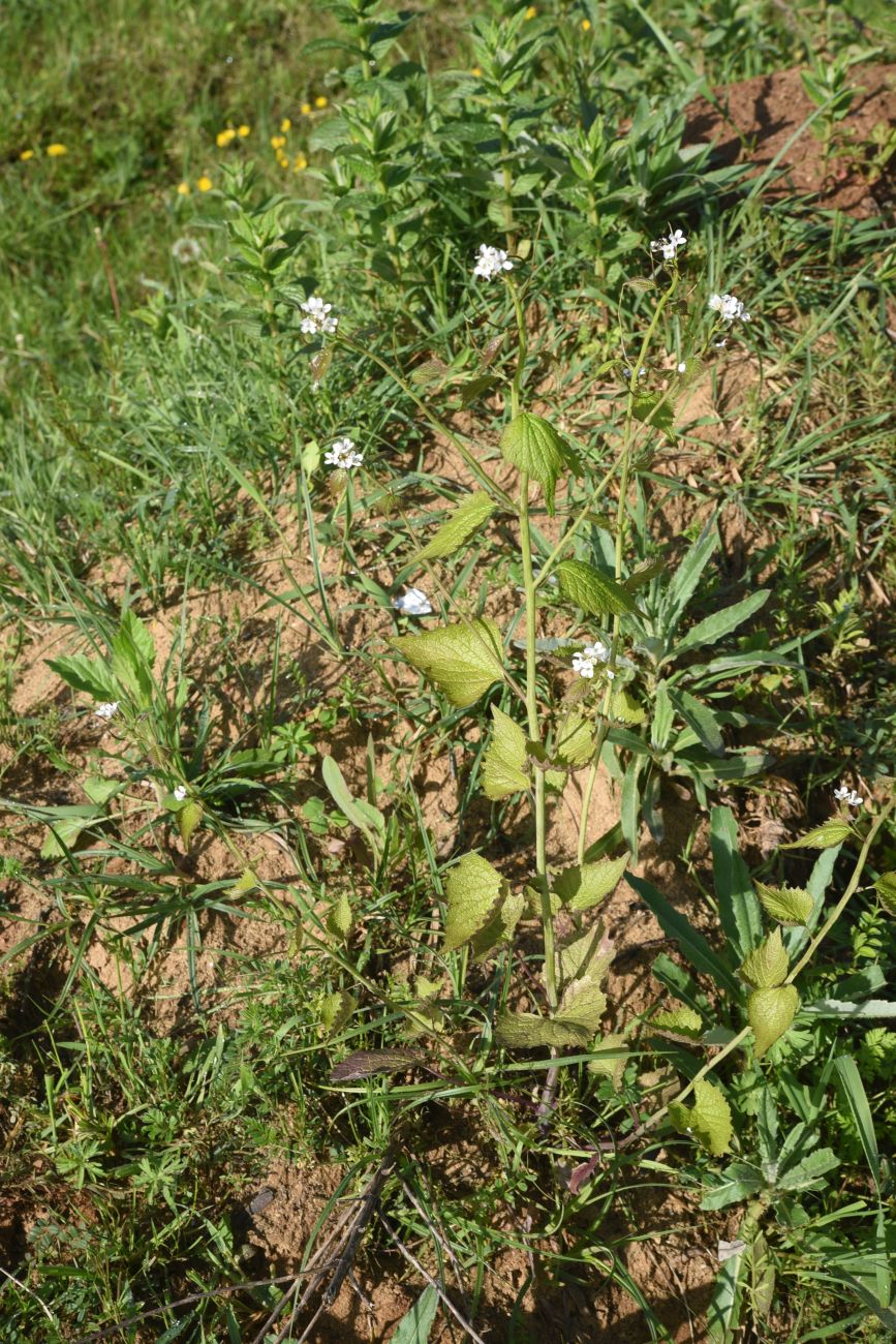 Image of Alliaria petiolata specimen.