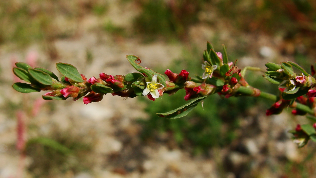 Изображение особи Polygonum aviculare.