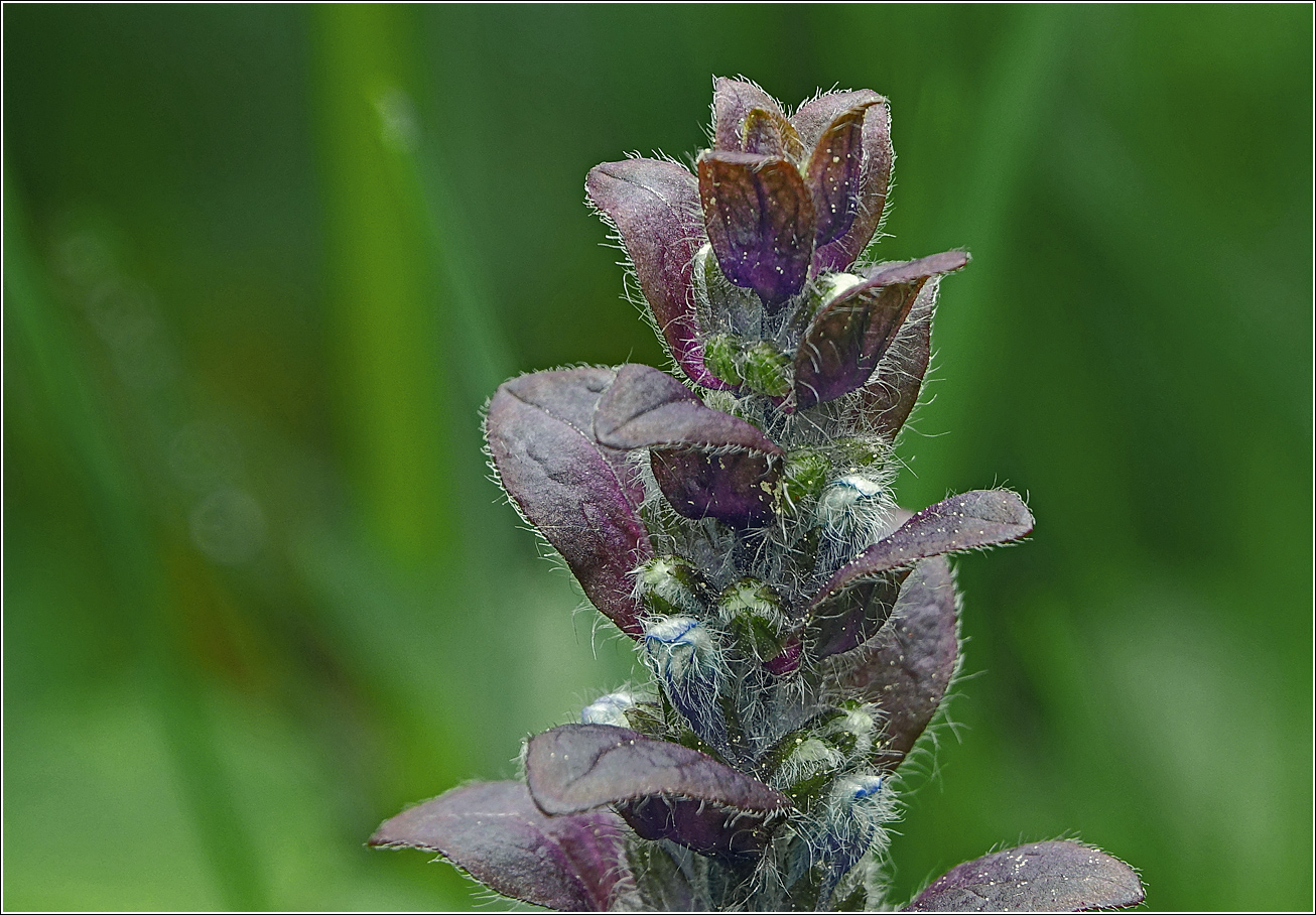 Изображение особи Ajuga reptans.