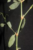 Polygonum argyrocoleon