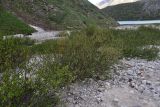genus Salix