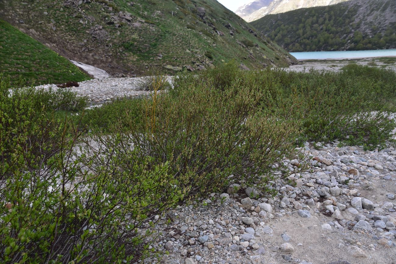 Image of genus Salix specimen.