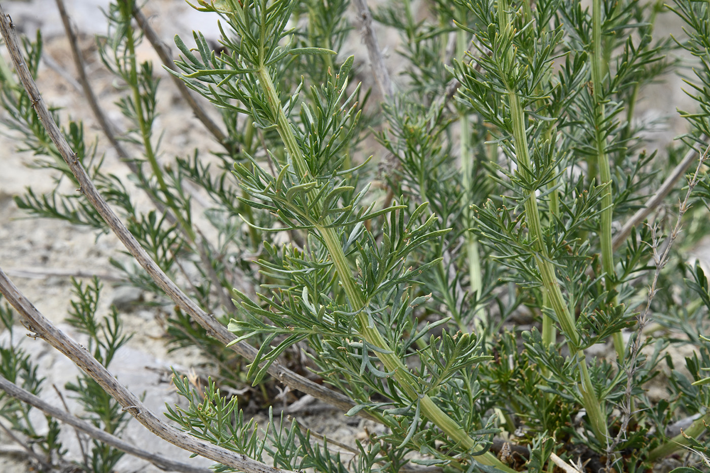 Image of Niedzwedzkia semiretschenskia specimen.