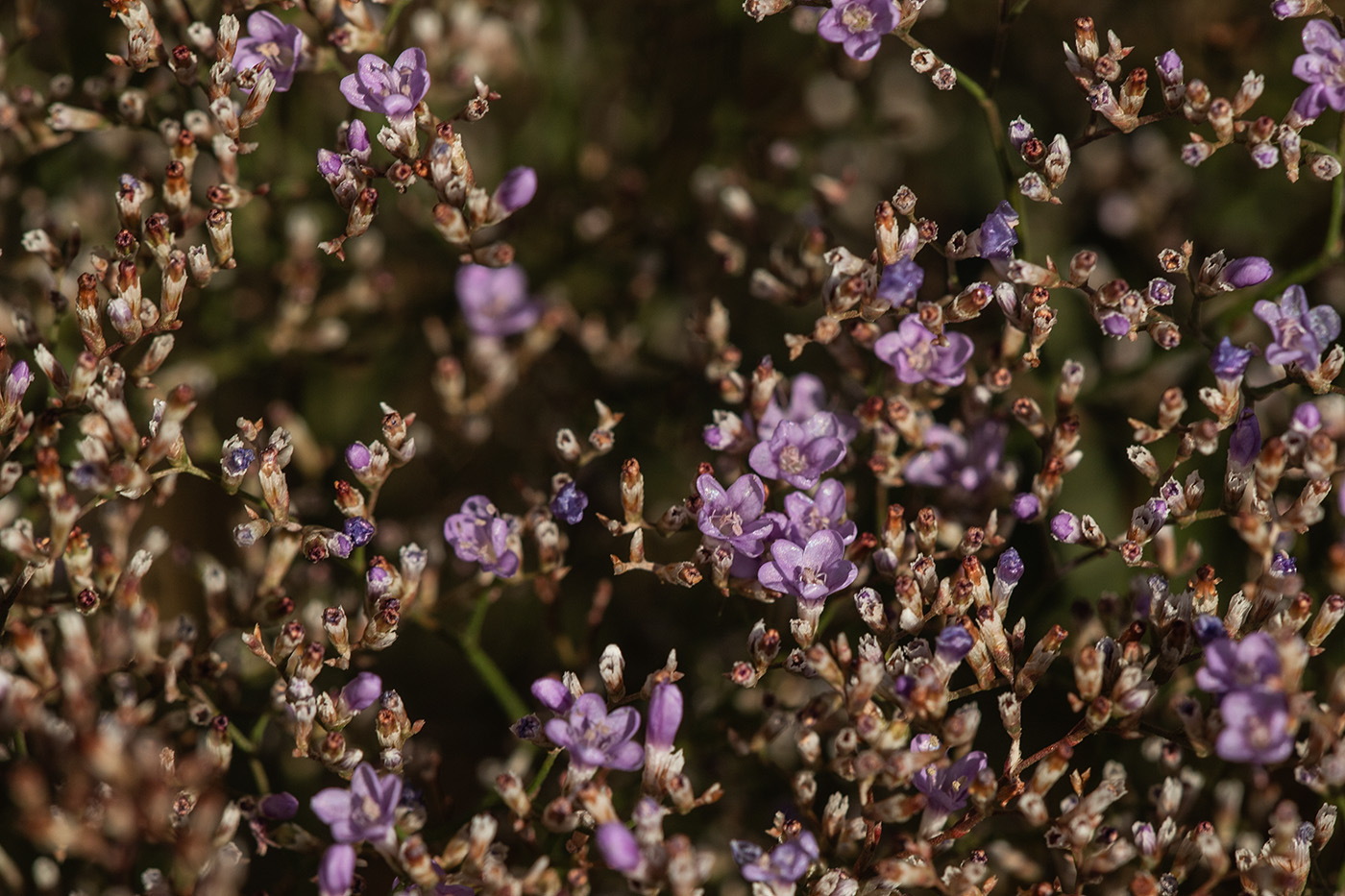 Image of Limonium coriarium specimen.