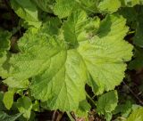 Image of taxon representative. Author is Игорь Павлов