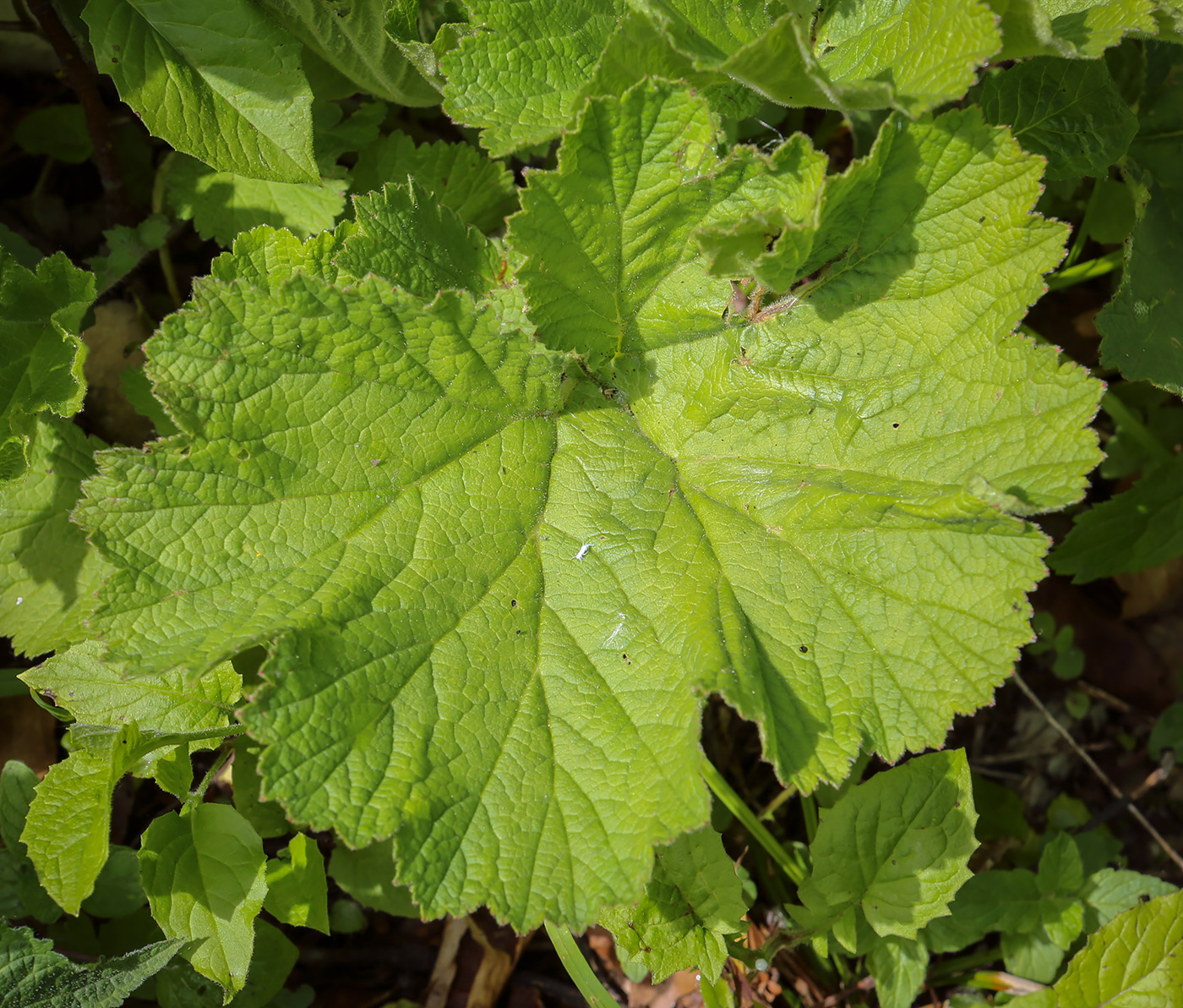 Image of genus Geum specimen.