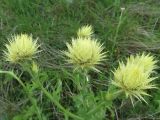 Centaurea chrysolepis. Верхушка побега с развивающимися корзинками. Болгария, Видинская обл., община Чупрене, к востоку от дер. Репляна, холм Реплянска Глама, в расщелине известнякового обрыва. 16 мая 2024 г.