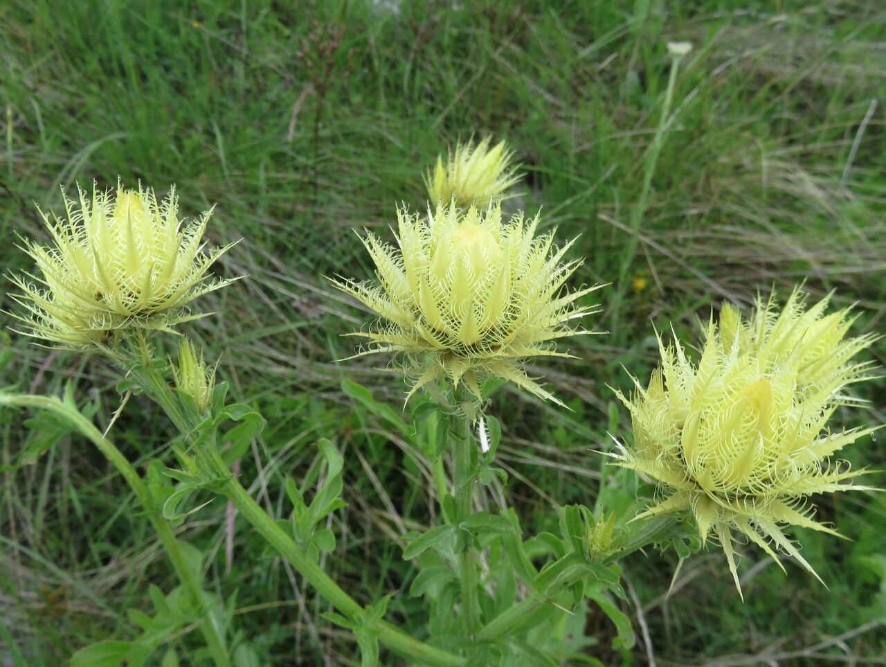 Image of Centaurea chrysolepis specimen.