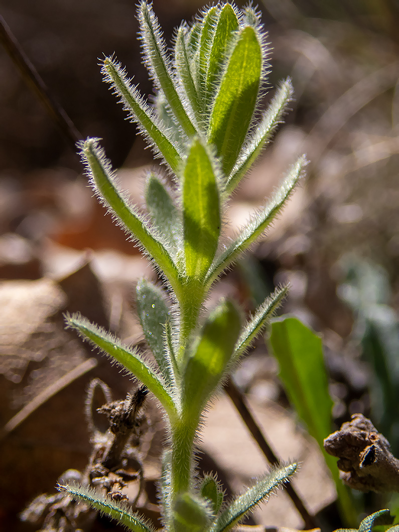 Image of Cruciata taurica specimen.