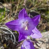 род Campanula. Цветок. Кабардино-Балкария, Черекский р-н, окр. с. Бабугент, северо-восточный склон горы Чегетджара, ≈ 2800 м н.у.м., альпийский луг. 28.07.2025.