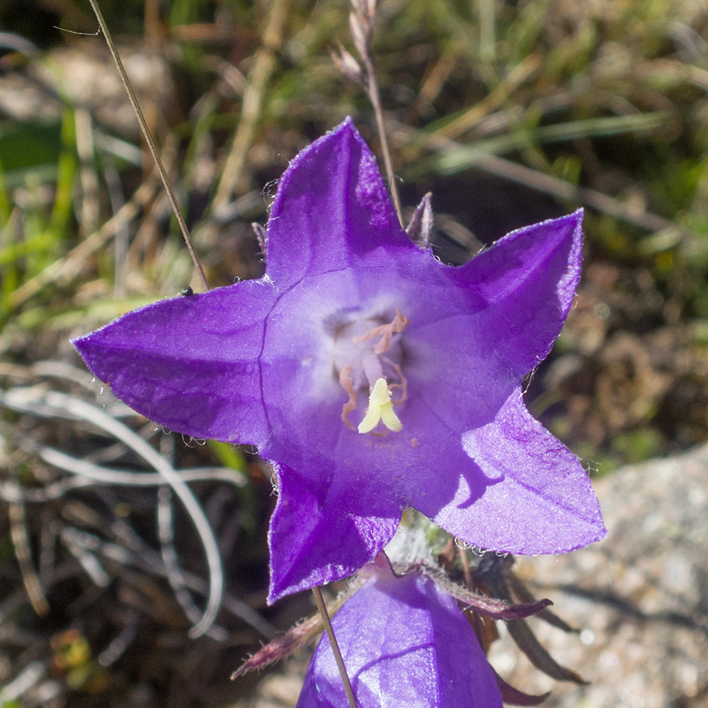 Изображение особи род Campanula.