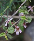 unknown species. Цветок. Турция, ил Хаккари, верховья р. Бейазсу, Кырыкдаг Яйла, правый борт долины в 1,7 км ниже базового лагеря, выс. ок. 2370 м н.у.м., склон. 24 мая 2025 г.