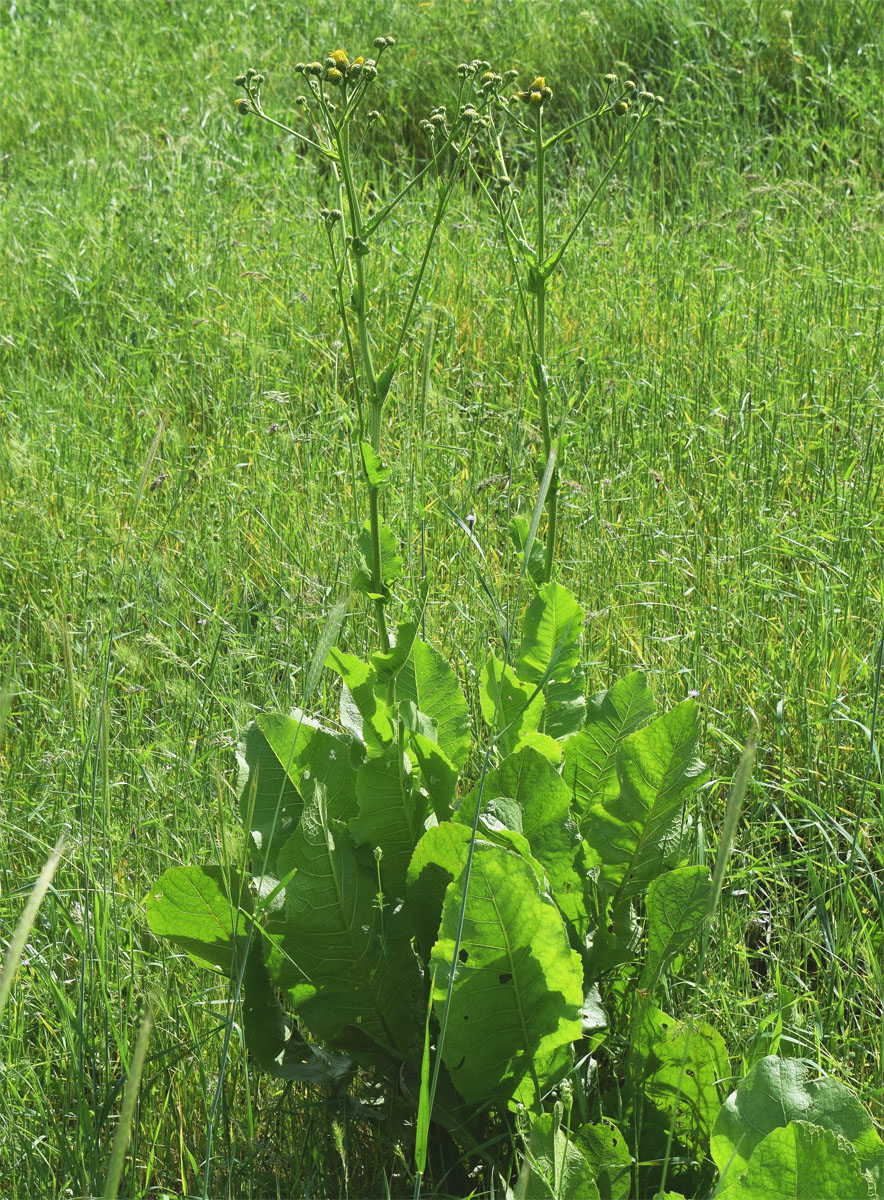 Image of Inula macrophylla specimen.