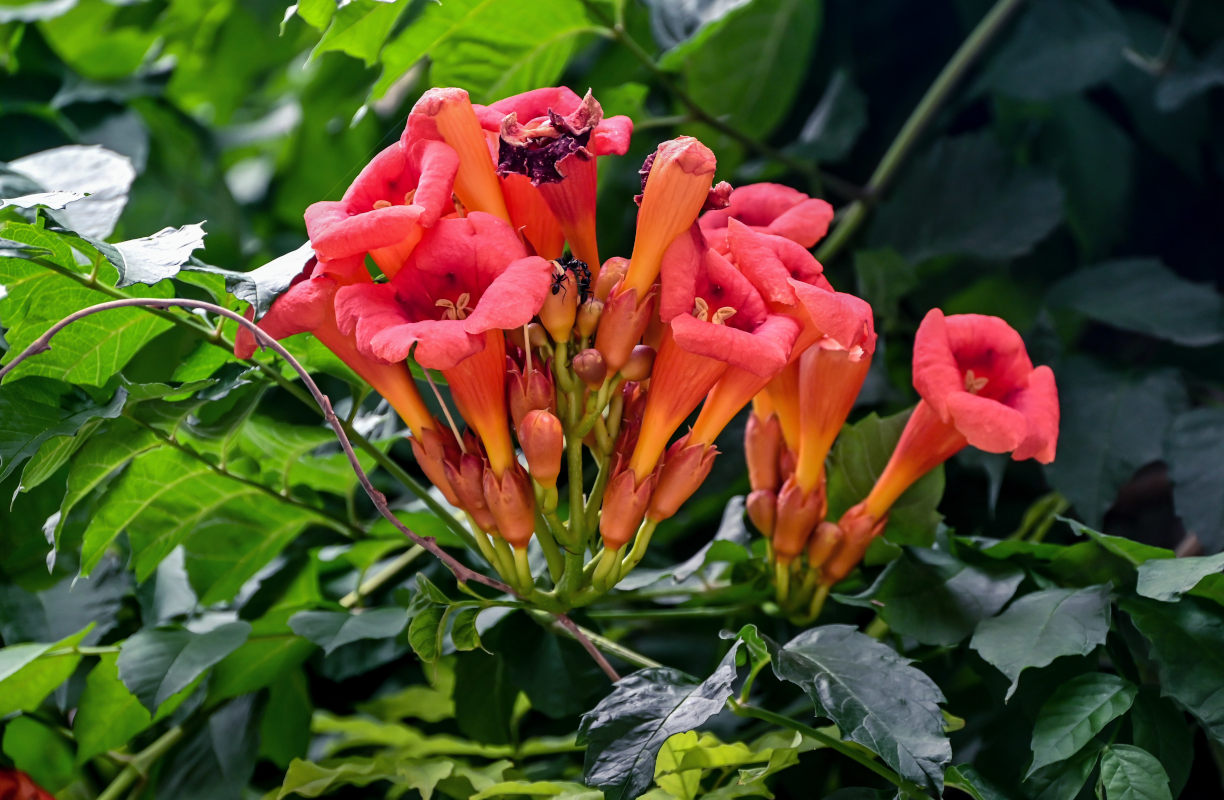 Image of Campsis radicans specimen.