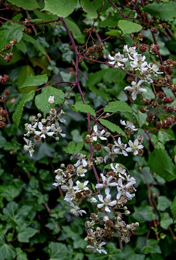 Image of Rubus ulmifolius specimen.