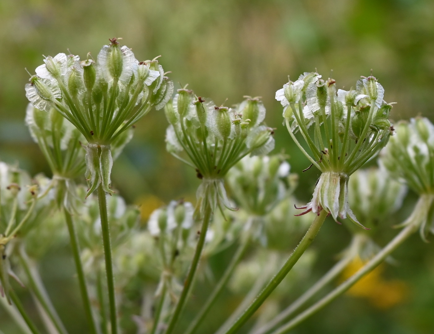 Image of familia Apiaceae specimen.