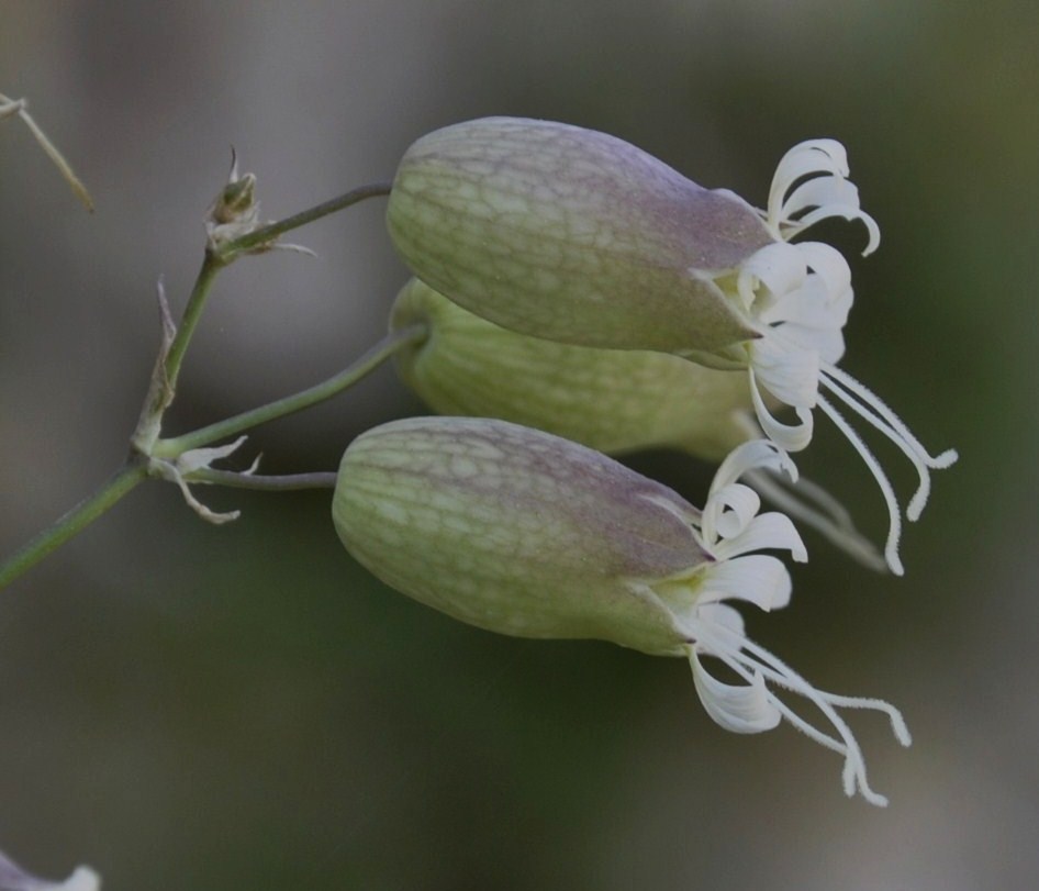 Image of Oberna commutata specimen.