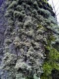 Ramalina pollinaria. Талломы на коре Quercus robur. Санкт-Петербург, Петродворцовый р-н, парк «Александрия», в парке у аллеи на стволе лиственного дерева. 16.12.2025.