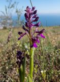 Anacamptis morio subspecies caucasica. Верхушки цветущего и зацветающего растений. Крым, окр. г. Судак, 200 м к ю.-в. от вершины горы Перчем, луг. 23.04.2025.