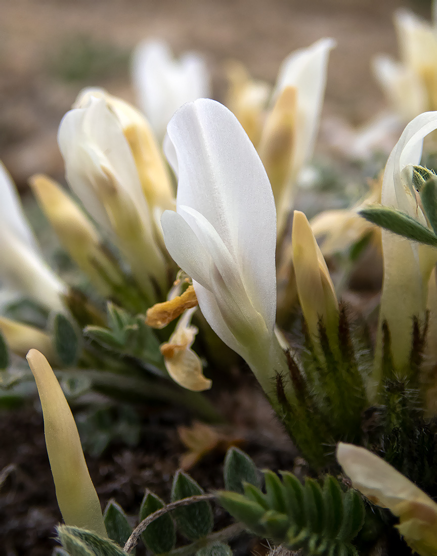 Изображение особи Astragalus rupifragus.