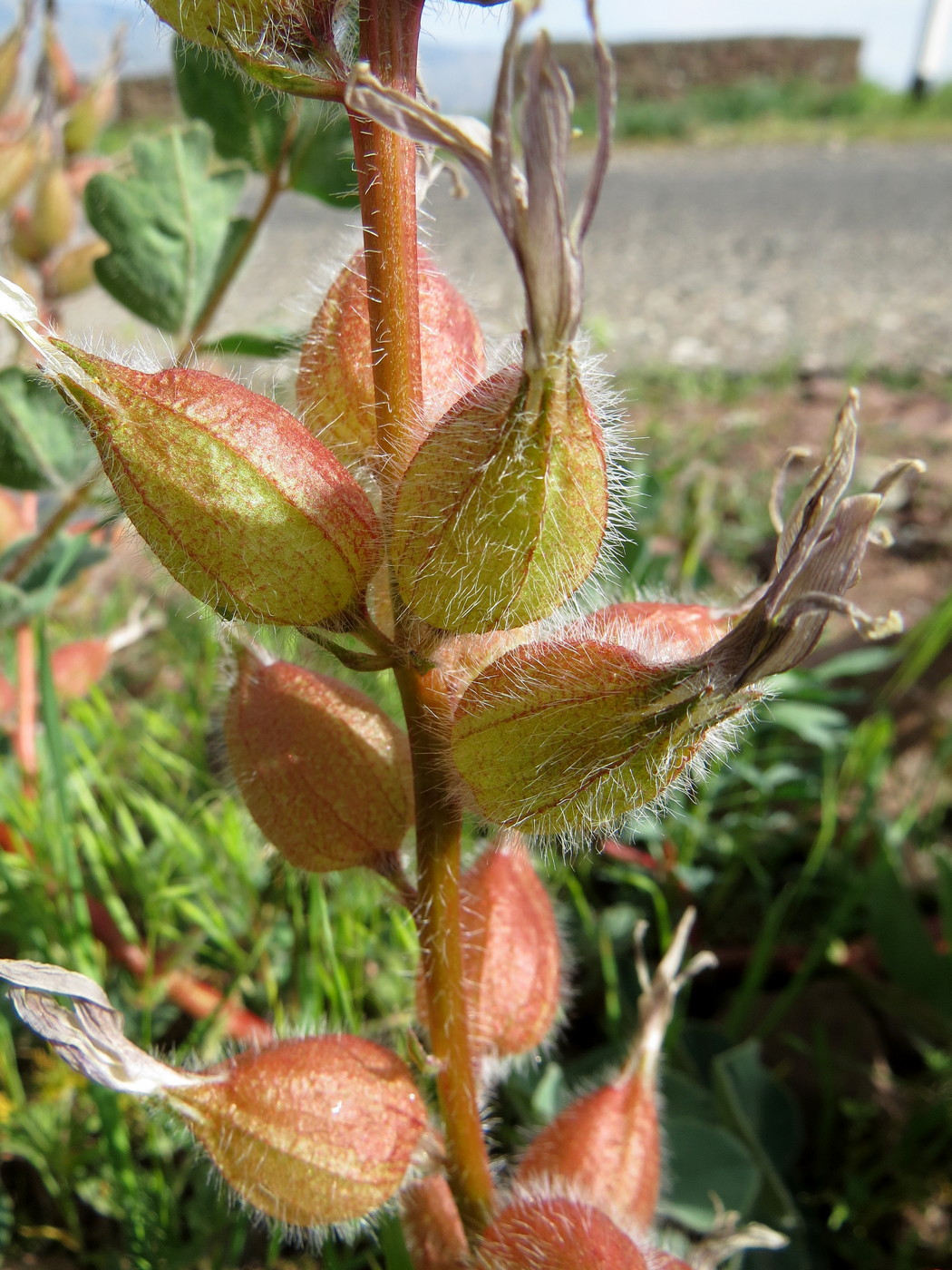 Изображение особи Astragalus tatjanae.