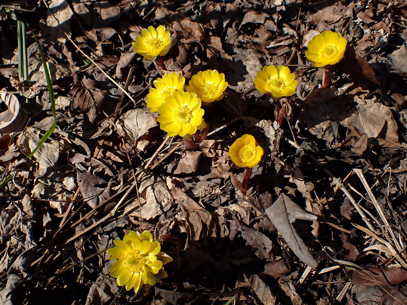 Image of Adonis amurensis specimen.