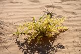 Astragalus lehmannianus. Вегетирующее (бесхлорофильное) растение с остатками прошлогоднего генеративного побега. Астраханская обл., Наримановский р-н, окр. с. Николаевка, бархан Большой Брат, опустыненная степь, участок подвижных песков. 01.05.2026.
