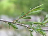 genus Salix. Часть веточки. Кабардино-Балкария, Приэльбрусье, дол. р. Шхельда, ур. Улыбка Шхельды, выс. 2220 м, берег реки. 23 июня 2025 г.