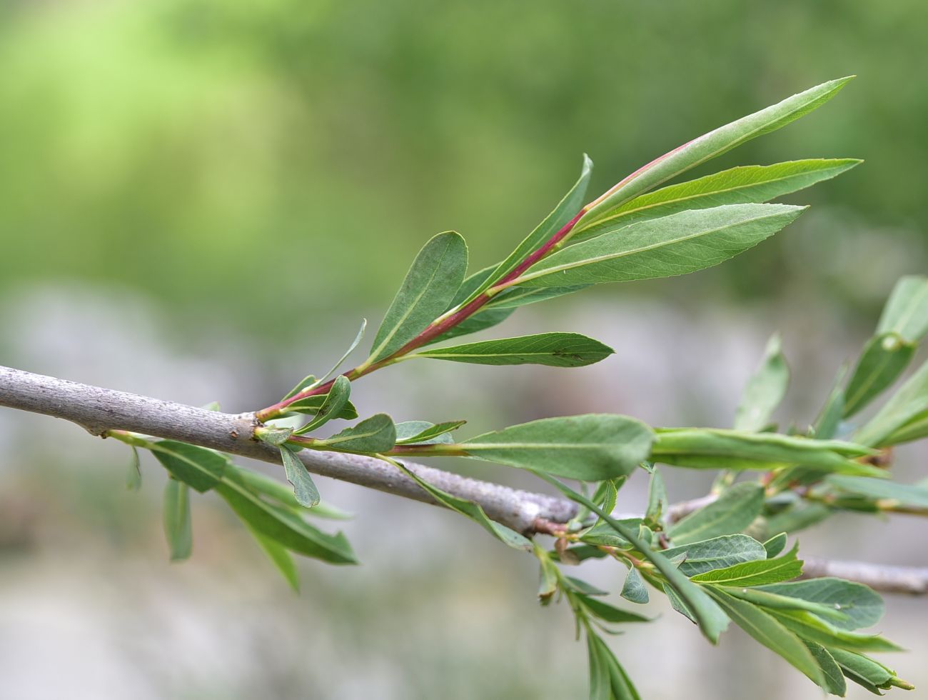 Image of genus Salix specimen.