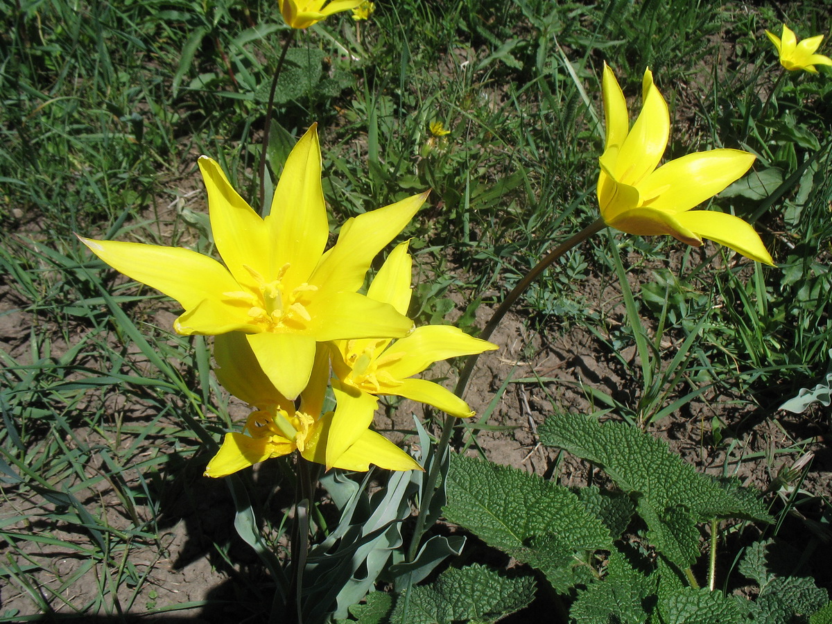 Image of Tulipa corynestemon specimen.