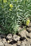 Linaria vulgaris. Средняя часть цветущего побега. Астраханская обл., Камызякский р-н, окр.с. Бирючек, низина между бэровскими буграми, возделываемый искусственно орошаемый участок, край пашни. 11.06.2026.