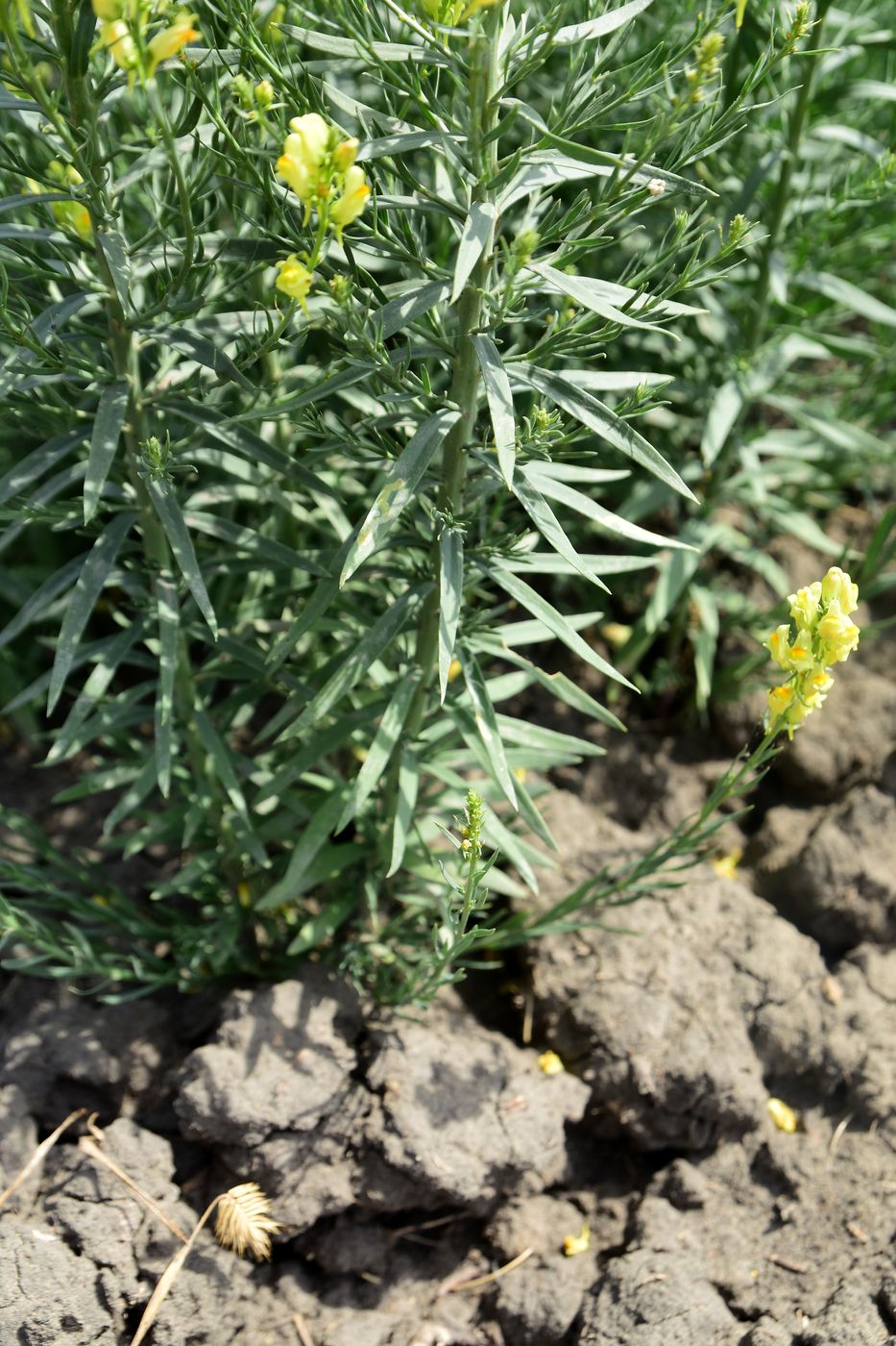 Image of Linaria vulgaris specimen.