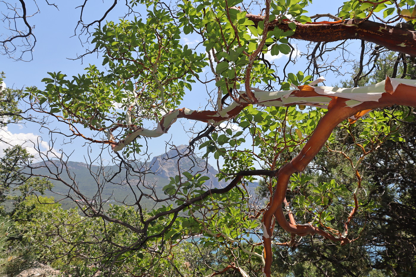 Image of Arbutus andrachne specimen.